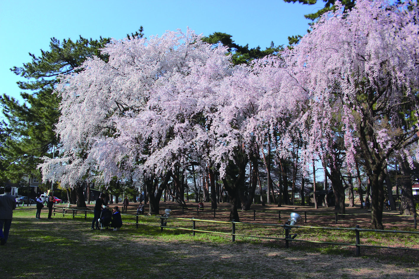 桜 前橋 敷島公園137 朝日ぐんま 群馬のコト 知りたくなる Agnext